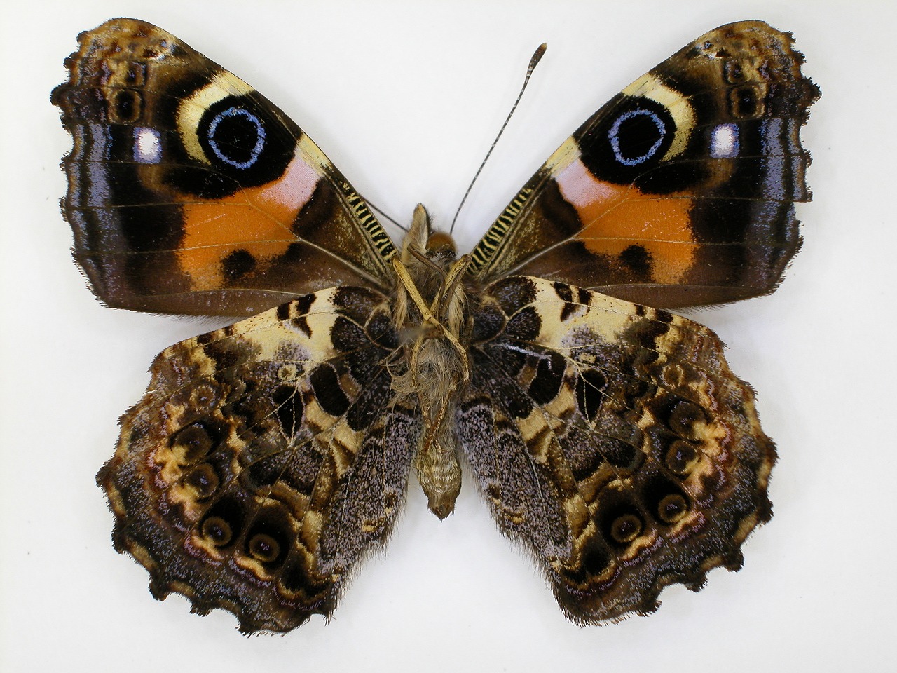 https://www.hitohaku.jp/material/l-material/butterfly-wing/3-nymphalidae/B1-270868_B.jpg