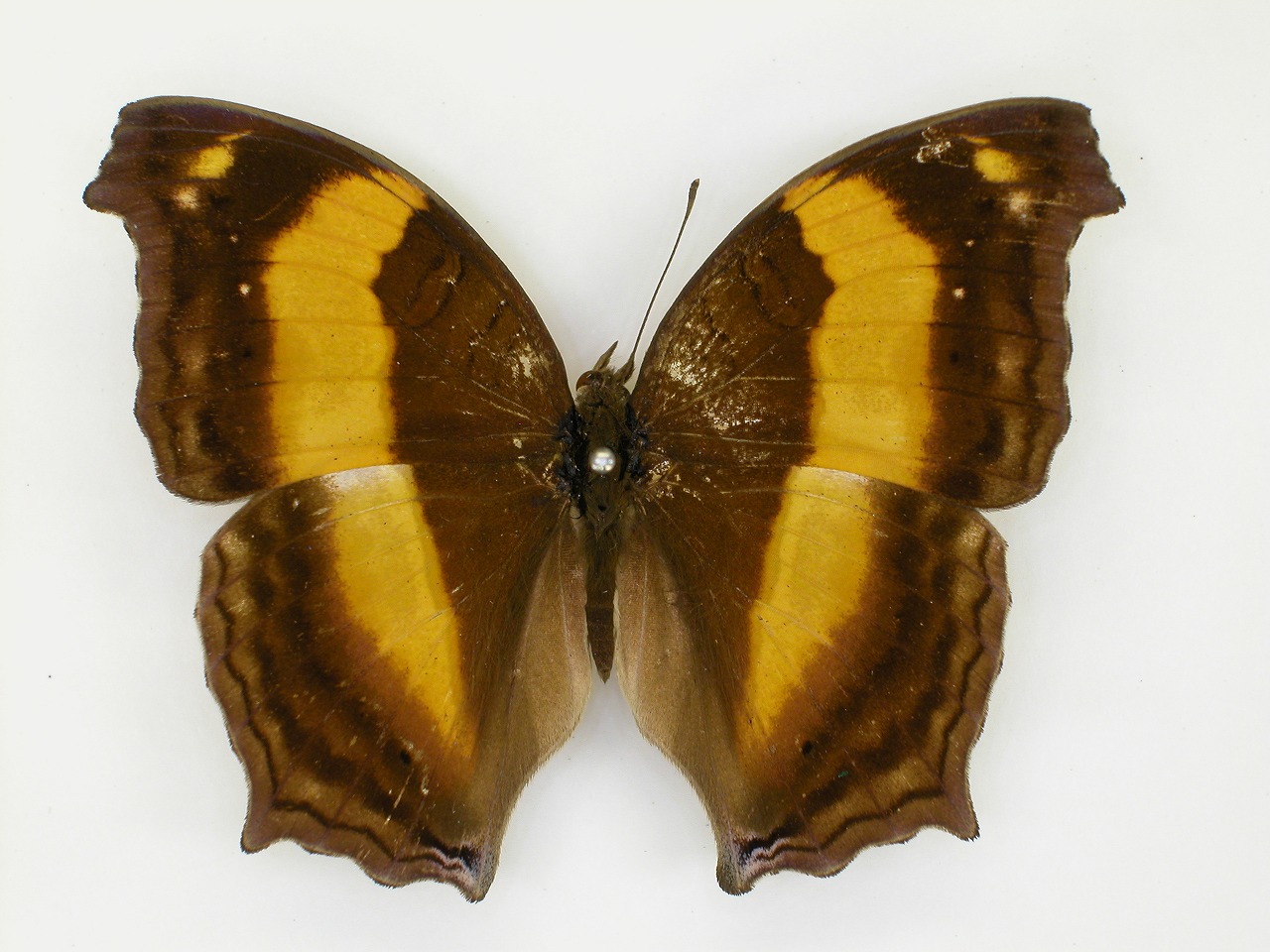 https://www.hitohaku.jp/material/l-material/butterfly-wing/3-nymphalidae/B1-270917_A.jpg