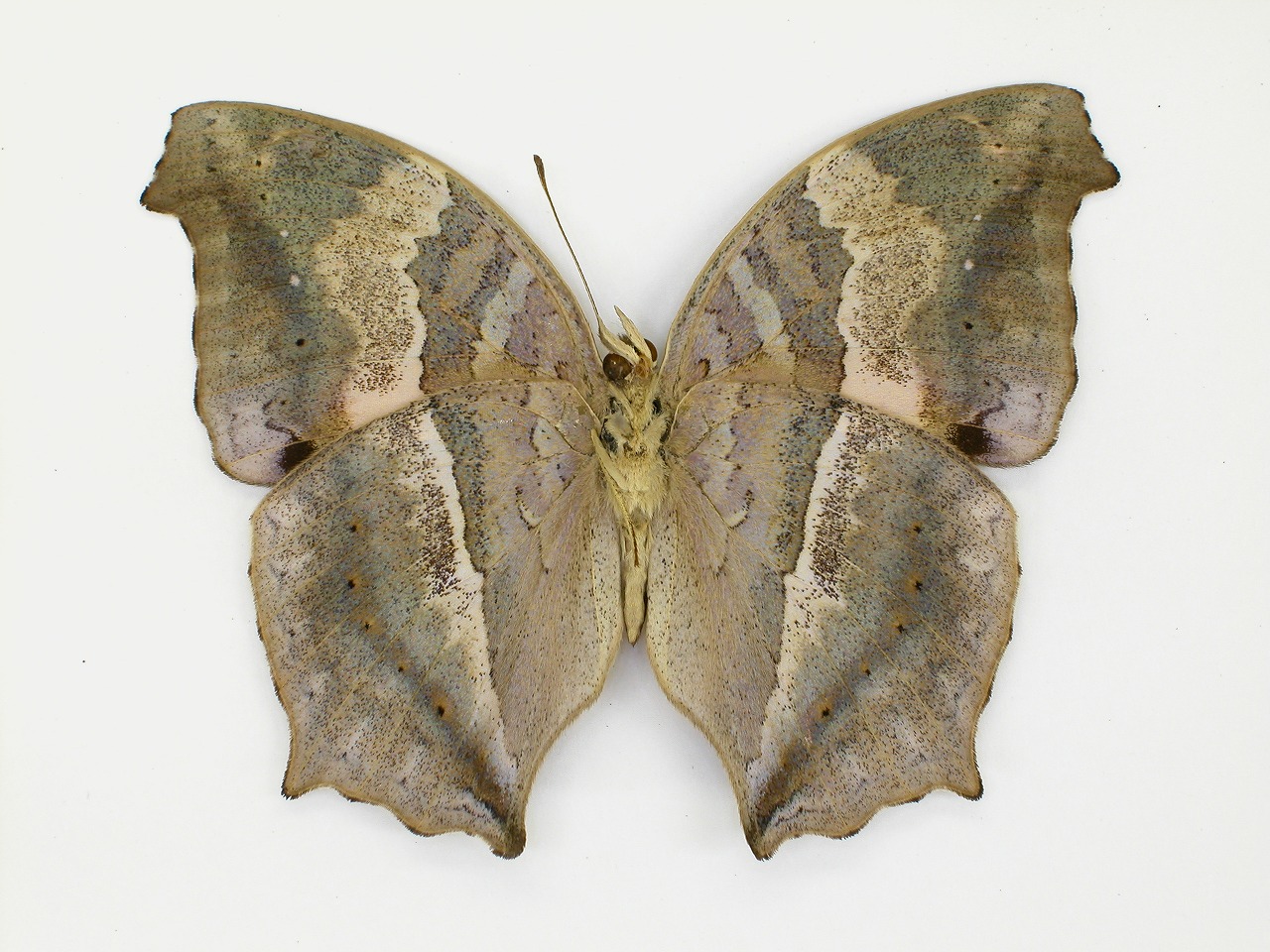 https://www.hitohaku.jp/material/l-material/butterfly-wing/3-nymphalidae/B1-270917_B.jpg