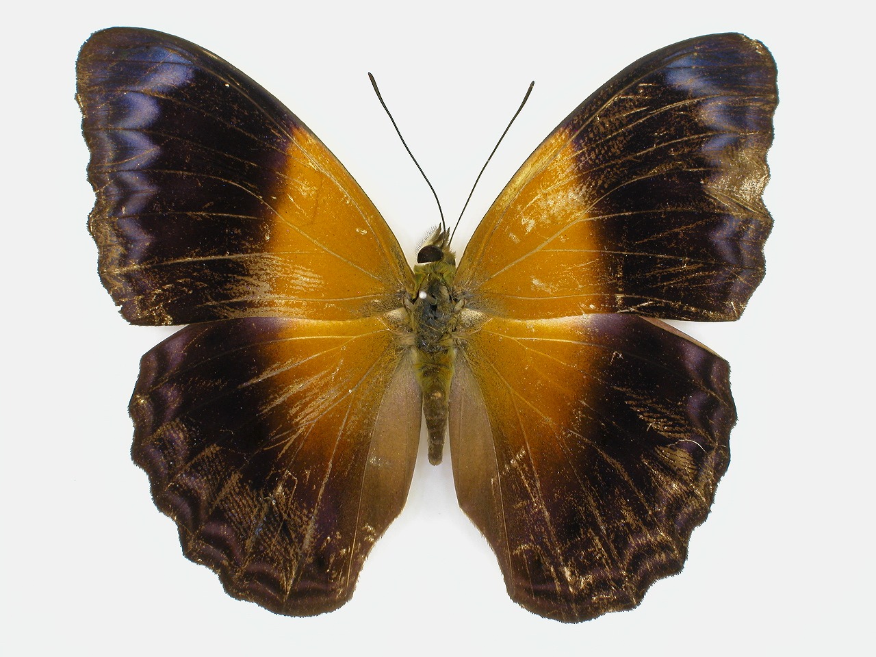 https://www.hitohaku.jp/material/l-material/butterfly-wing/3-nymphalidae/B1-270943_A.jpg