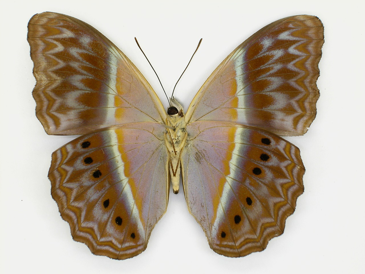 https://www.hitohaku.jp/material/l-material/butterfly-wing/3-nymphalidae/B1-270943_B.jpg