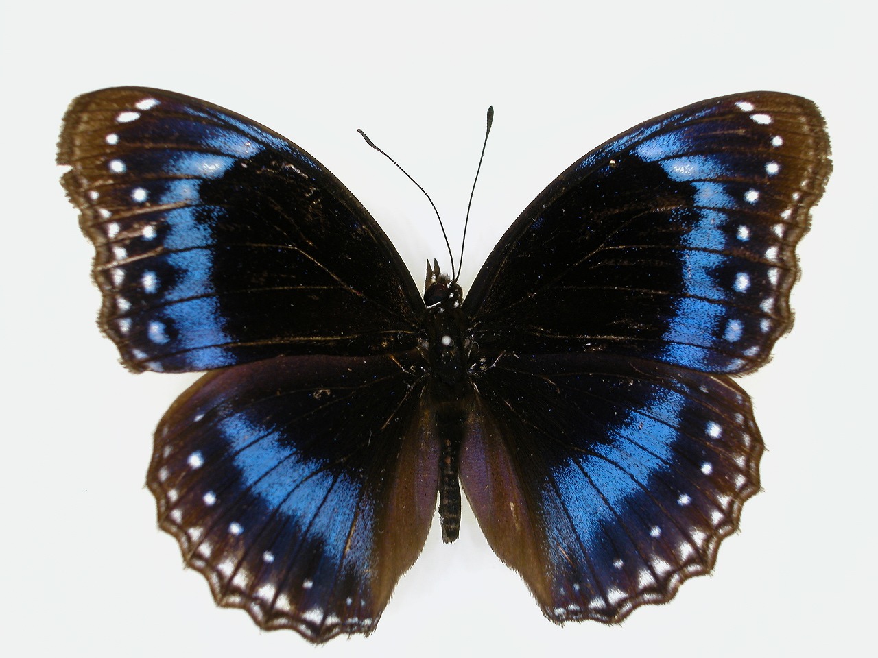 https://www.hitohaku.jp/material/l-material/butterfly-wing/3-nymphalidae/B1-271018_A.jpg