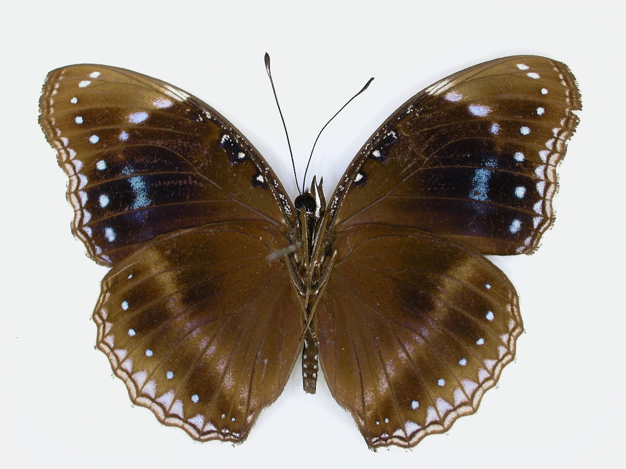 https://www.hitohaku.jp/material/l-material/butterfly-wing/3-nymphalidae/B1-271018_B.jpg