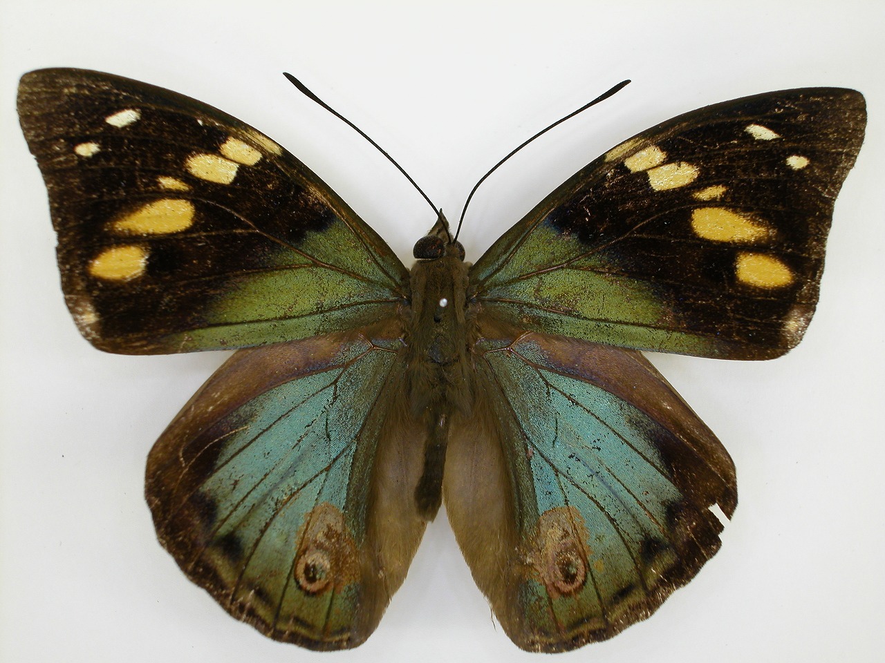 https://www.hitohaku.jp/material/l-material/butterfly-wing/3-nymphalidae/B1-271061_A.jpg