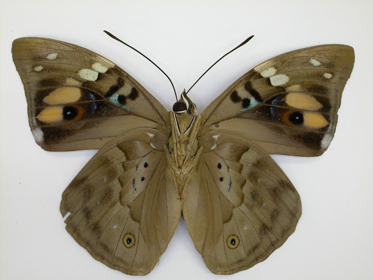 https://www.hitohaku.jp/material/l-material/butterfly-wing/3-nymphalidae/B1-271061_B.jpg