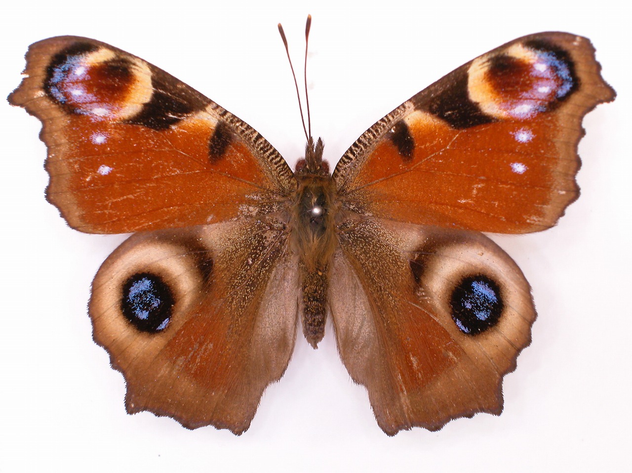 https://www.hitohaku.jp/material/l-material/butterfly-wing/3-nymphalidae/B1-34179_A.jpg