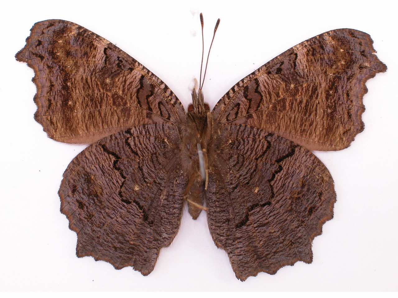 https://www.hitohaku.jp/material/l-material/butterfly-wing/3-nymphalidae/B1-34179_B.jpg