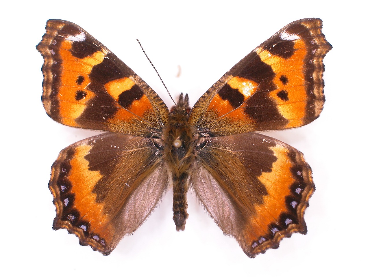 https://www.hitohaku.jp/material/l-material/butterfly-wing/3-nymphalidae/B1-34192_A.jpg
