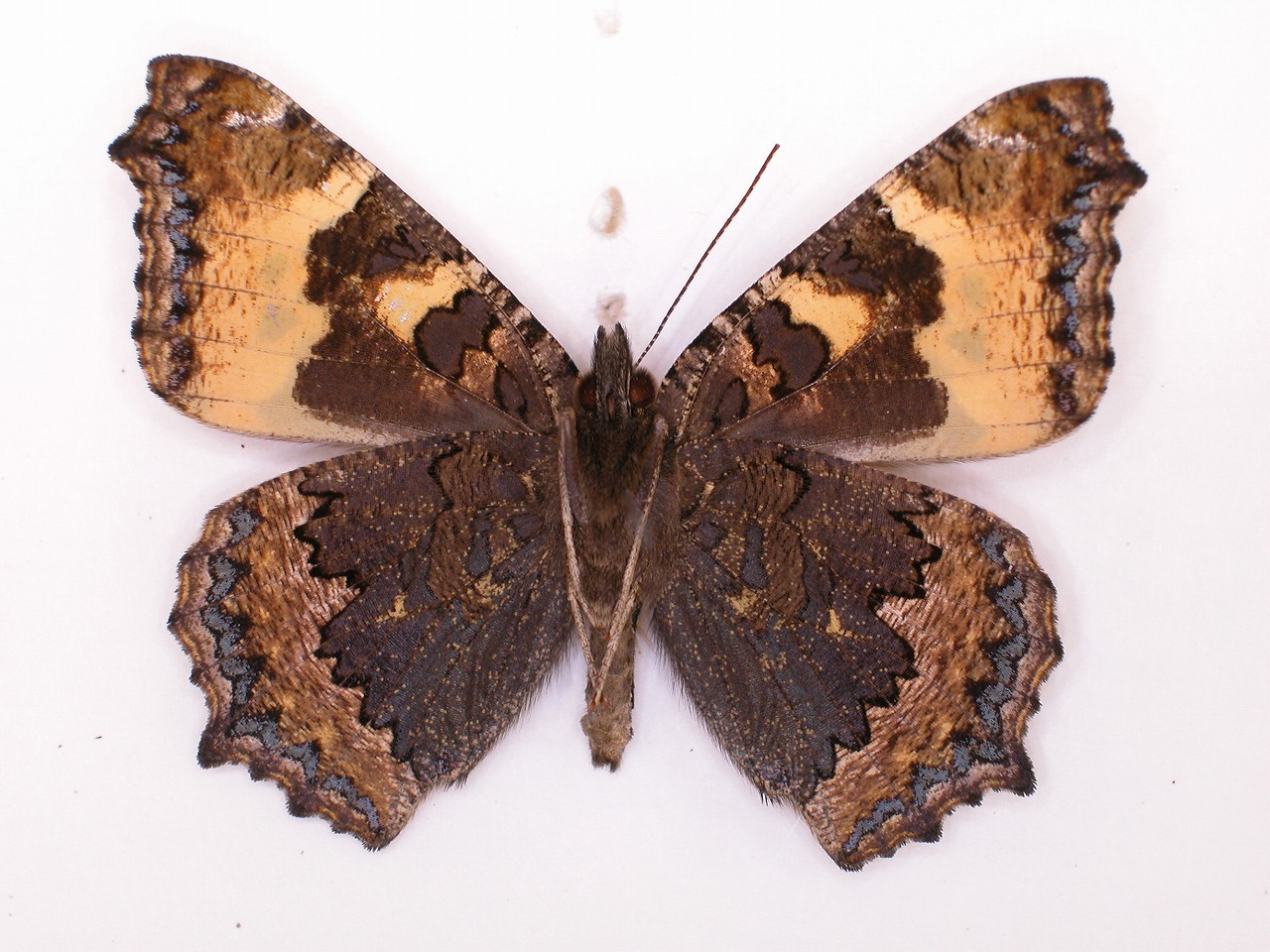 https://www.hitohaku.jp/material/l-material/butterfly-wing/3-nymphalidae/B1-34192_B.jpg
