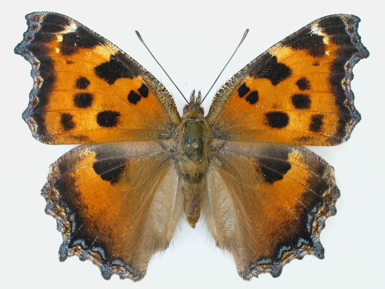 https://www.hitohaku.jp/material/l-material/butterfly-wing/3-nymphalidae/B1-34266_A.jpg