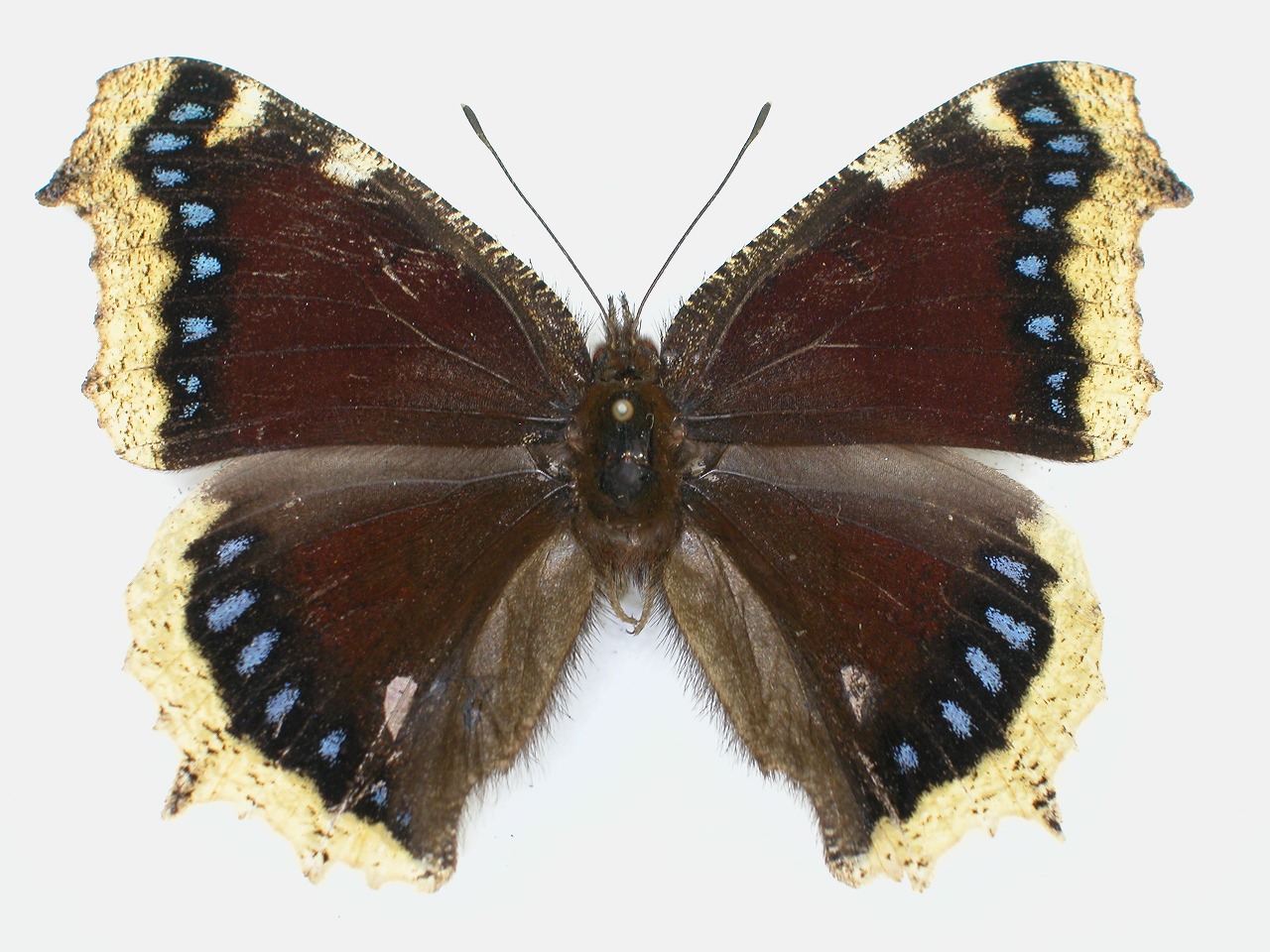 https://www.hitohaku.jp/material/l-material/butterfly-wing/3-nymphalidae/B1-34312_A.jpg