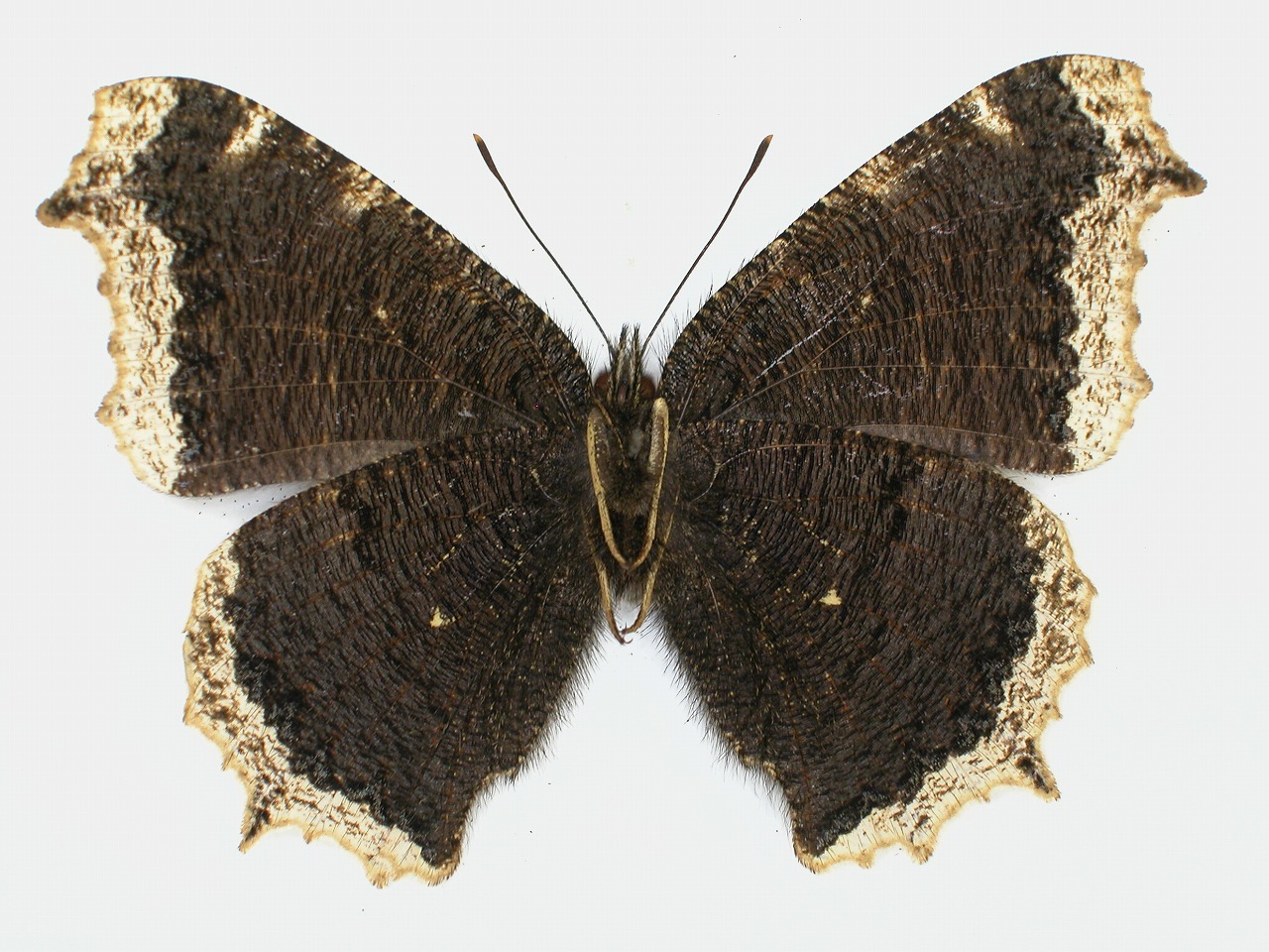 https://www.hitohaku.jp/material/l-material/butterfly-wing/3-nymphalidae/B1-34312_B.jpg