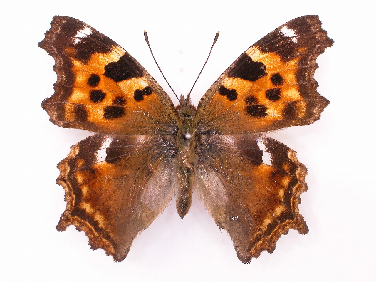 https://www.hitohaku.jp/material/l-material/butterfly-wing/3-nymphalidae/B1-34328_A.jpg