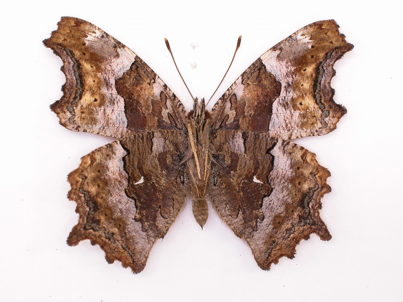 https://www.hitohaku.jp/material/l-material/butterfly-wing/3-nymphalidae/B1-34328_B.jpg