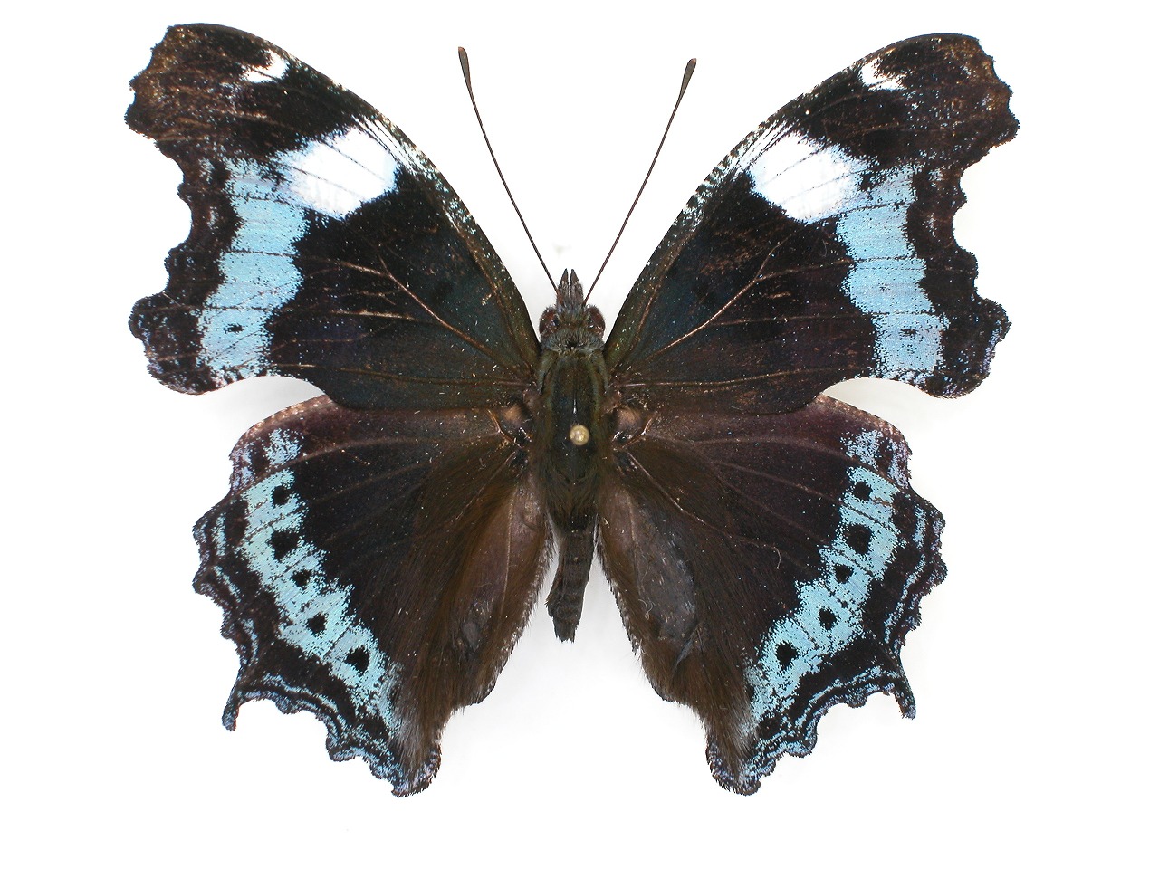 https://www.hitohaku.jp/material/l-material/butterfly-wing/3-nymphalidae/B1-34346_A.jpg