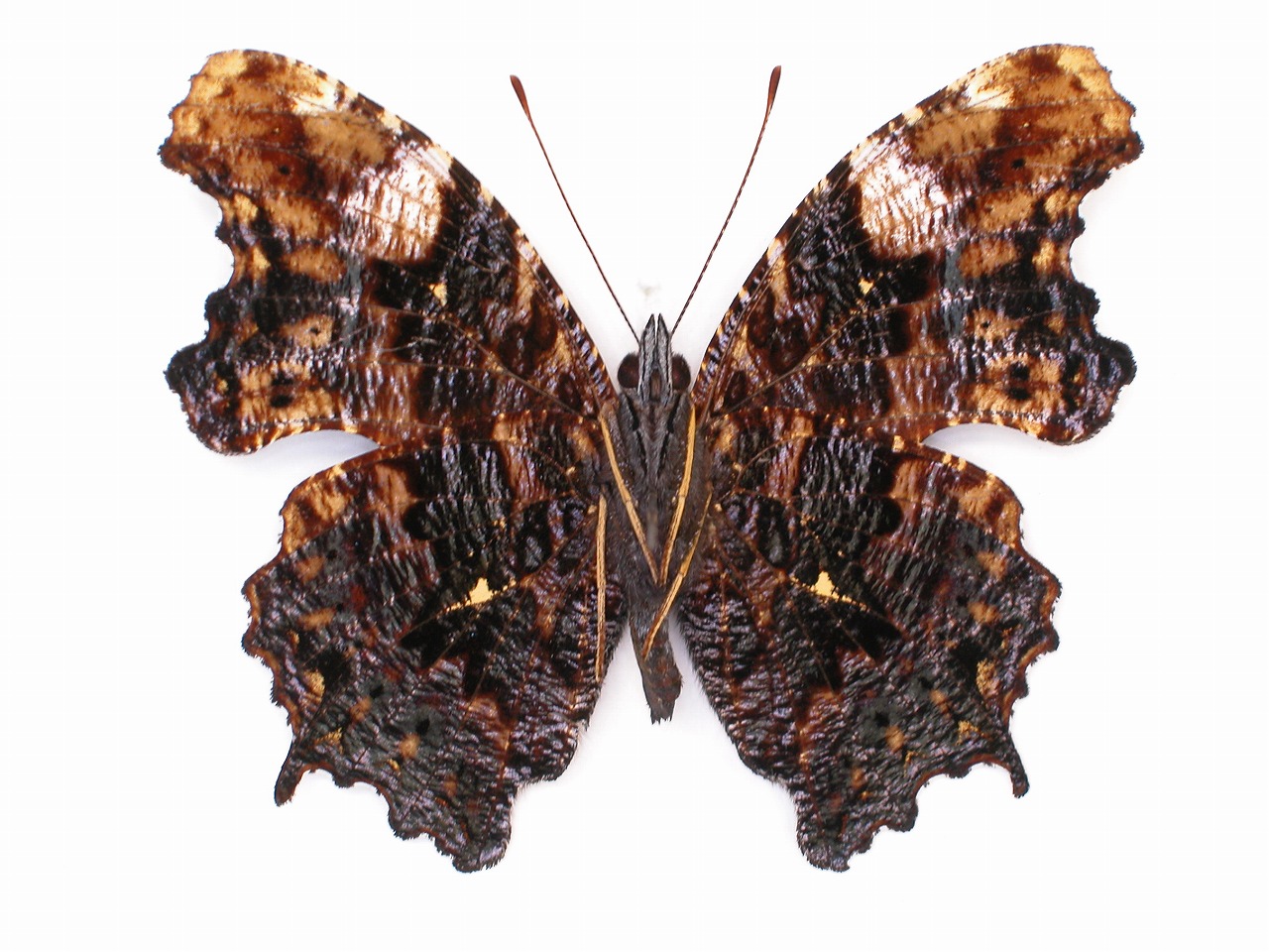 https://www.hitohaku.jp/material/l-material/butterfly-wing/3-nymphalidae/B1-34346_B.jpg