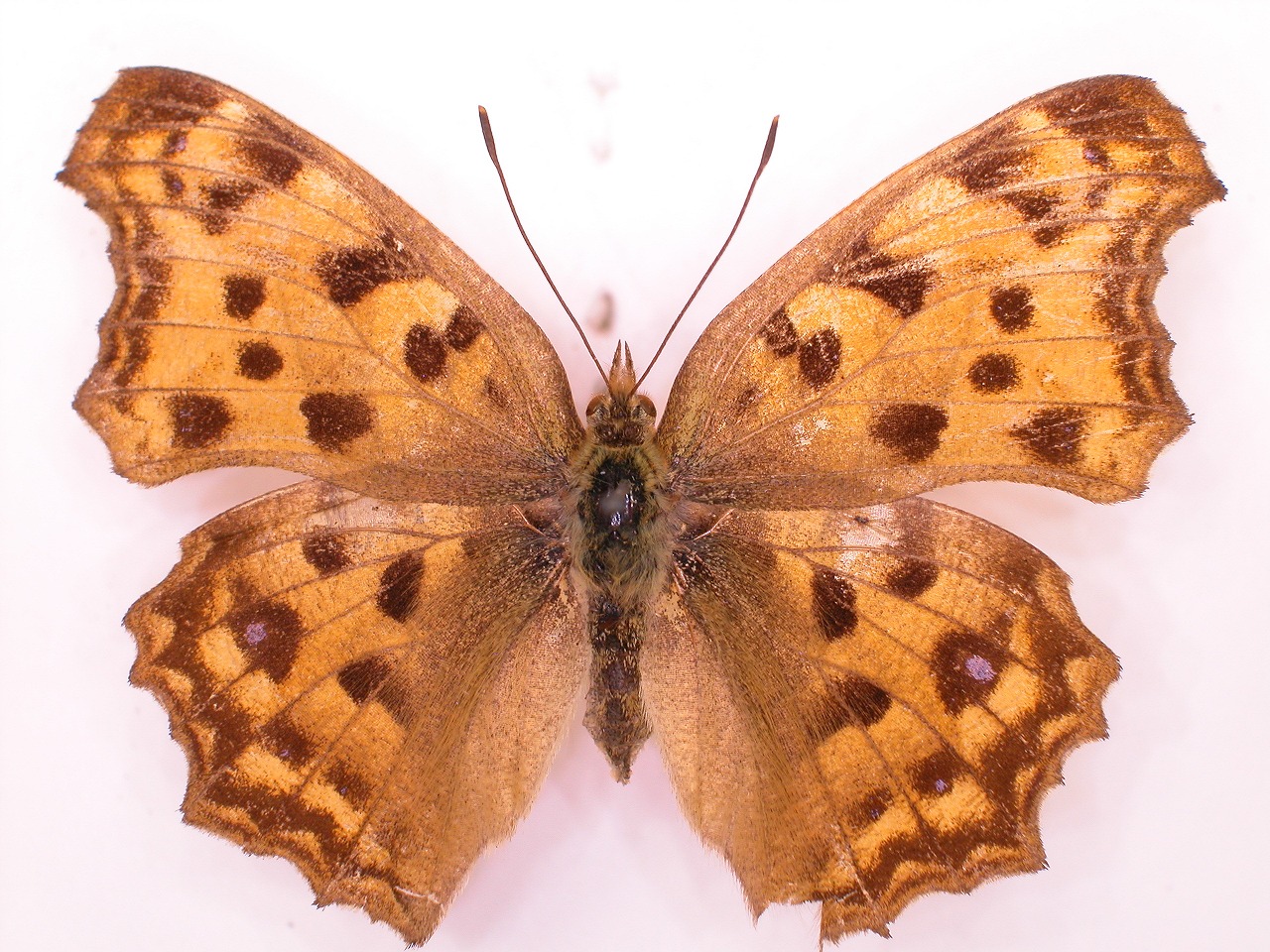 https://www.hitohaku.jp/material/l-material/butterfly-wing/3-nymphalidae/B1-34394_A.jpg
