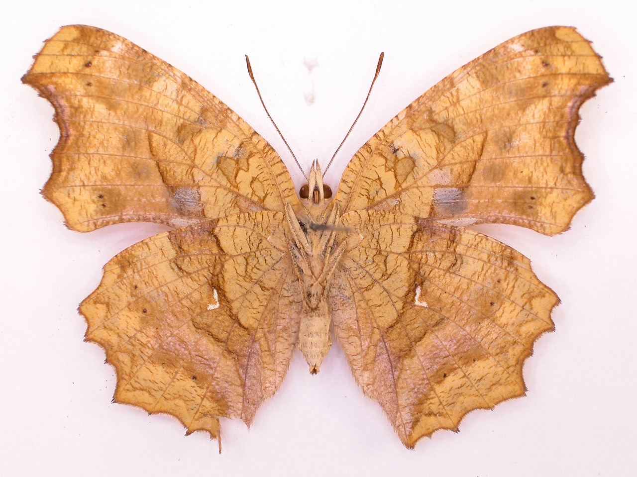 https://www.hitohaku.jp/material/l-material/butterfly-wing/3-nymphalidae/B1-34394_B.jpg