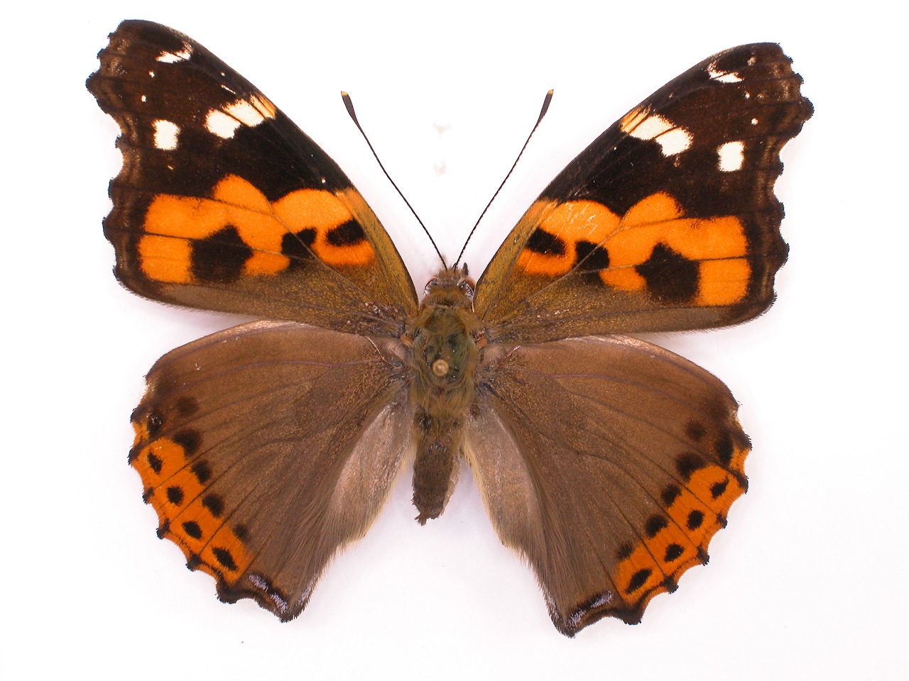 https://www.hitohaku.jp/material/l-material/butterfly-wing/3-nymphalidae/B1-34468_A.jpg
