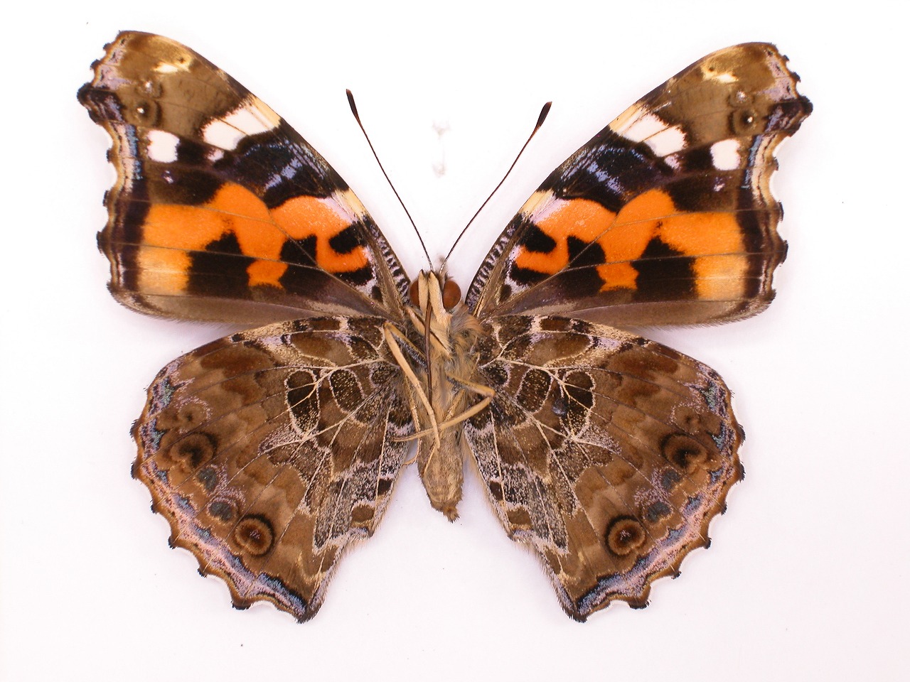 https://www.hitohaku.jp/material/l-material/butterfly-wing/3-nymphalidae/B1-34468_B.jpg