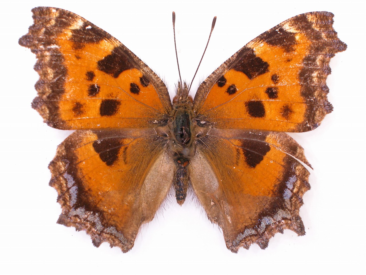 https://www.hitohaku.jp/material/l-material/butterfly-wing/3-nymphalidae/B1-34512_A.jpg