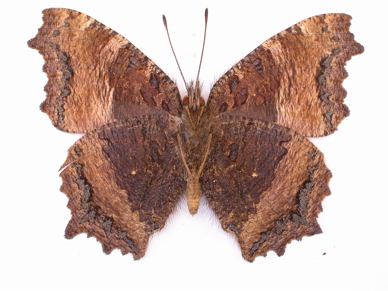 https://www.hitohaku.jp/material/l-material/butterfly-wing/3-nymphalidae/B1-34512_B.jpg