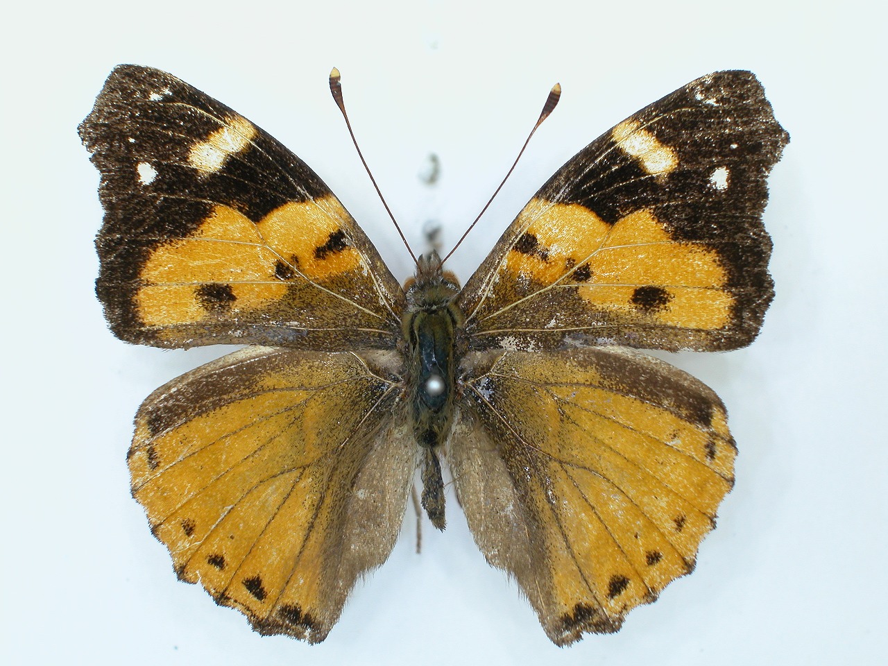 https://www.hitohaku.jp/material/l-material/butterfly-wing/3-nymphalidae/B1-34530_A.jpg