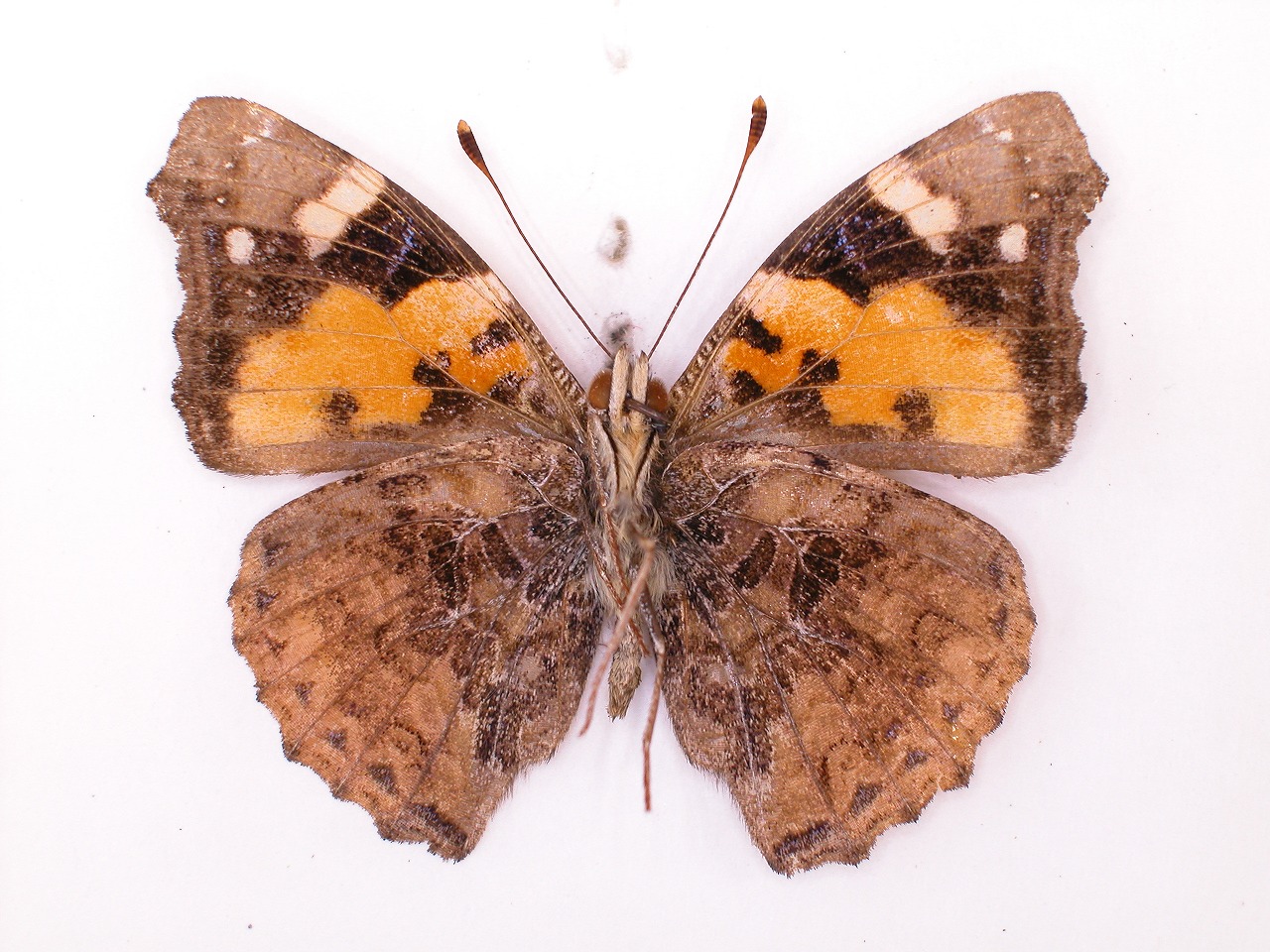 https://www.hitohaku.jp/material/l-material/butterfly-wing/3-nymphalidae/B1-34530_B.jpg