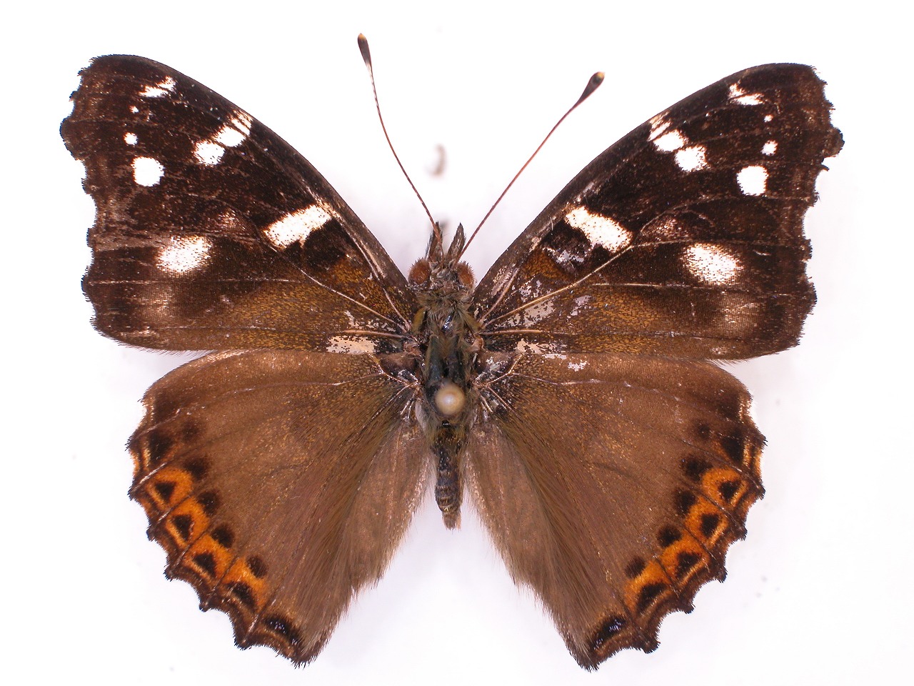 https://www.hitohaku.jp/material/l-material/butterfly-wing/3-nymphalidae/B1-34532_A.jpg