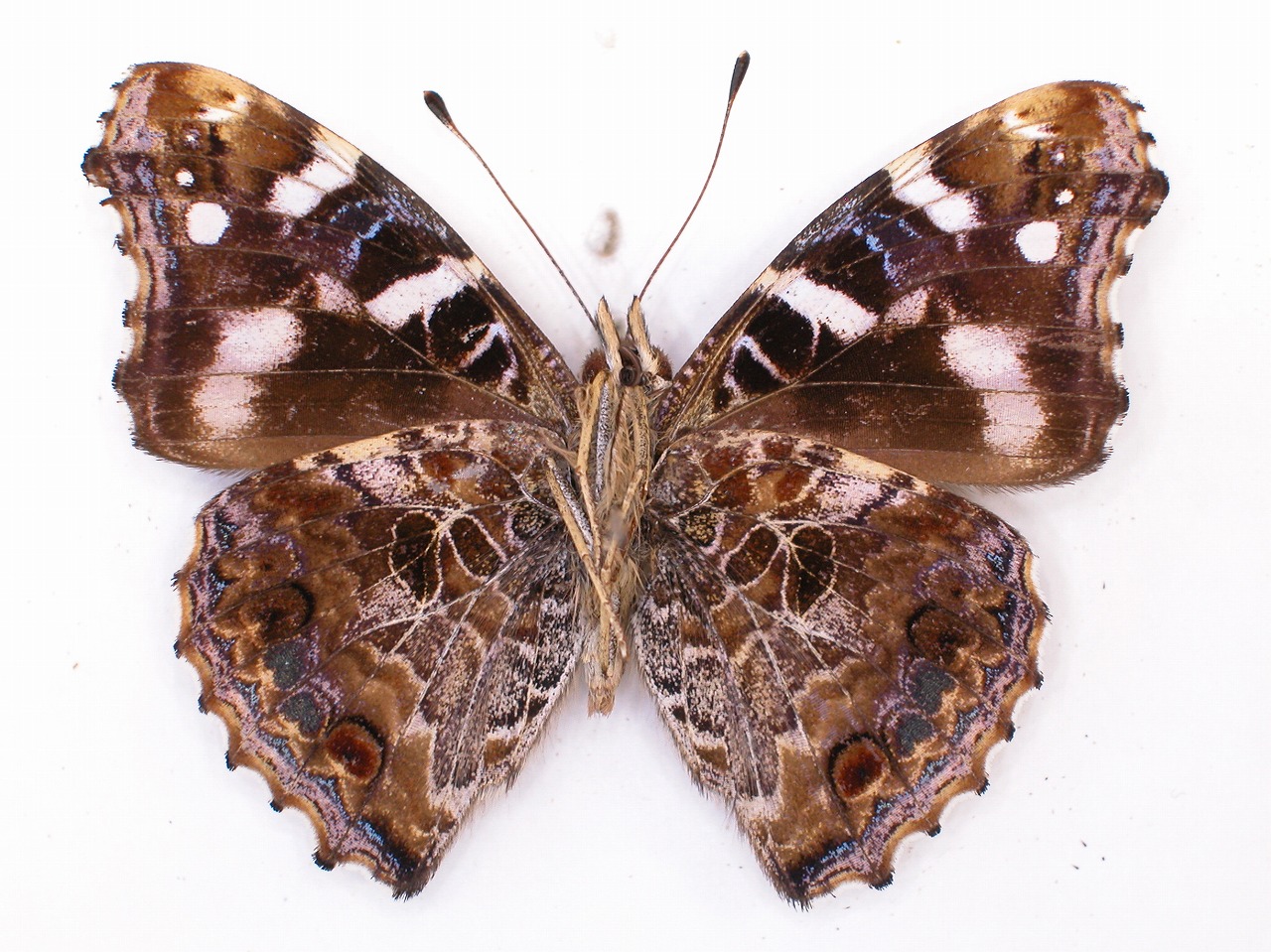 https://www.hitohaku.jp/material/l-material/butterfly-wing/3-nymphalidae/B1-34532_B.jpg