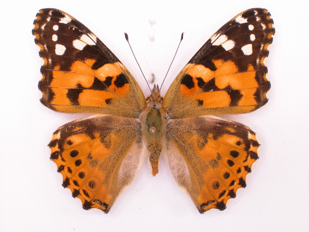 https://www.hitohaku.jp/material/l-material/butterfly-wing/3-nymphalidae/B1-34569_A.jpg