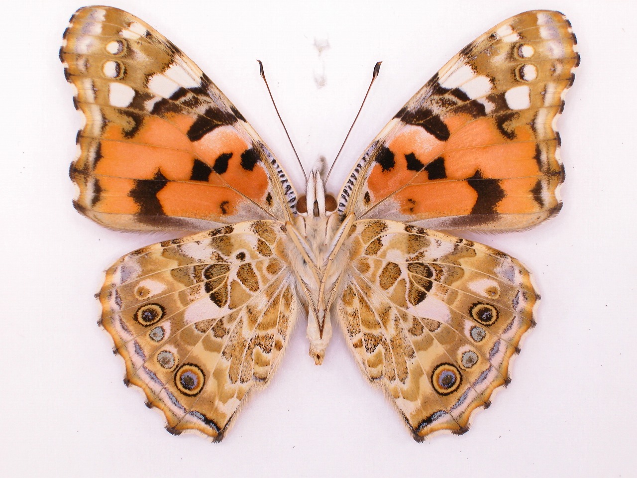 https://www.hitohaku.jp/material/l-material/butterfly-wing/3-nymphalidae/B1-34569_B.jpg