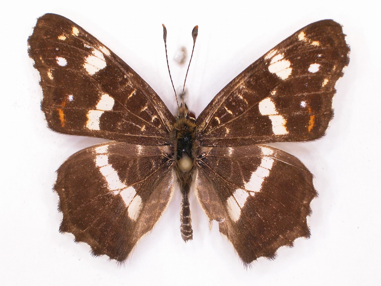 https://www.hitohaku.jp/material/l-material/butterfly-wing/3-nymphalidae/B1-34678_A.jpg