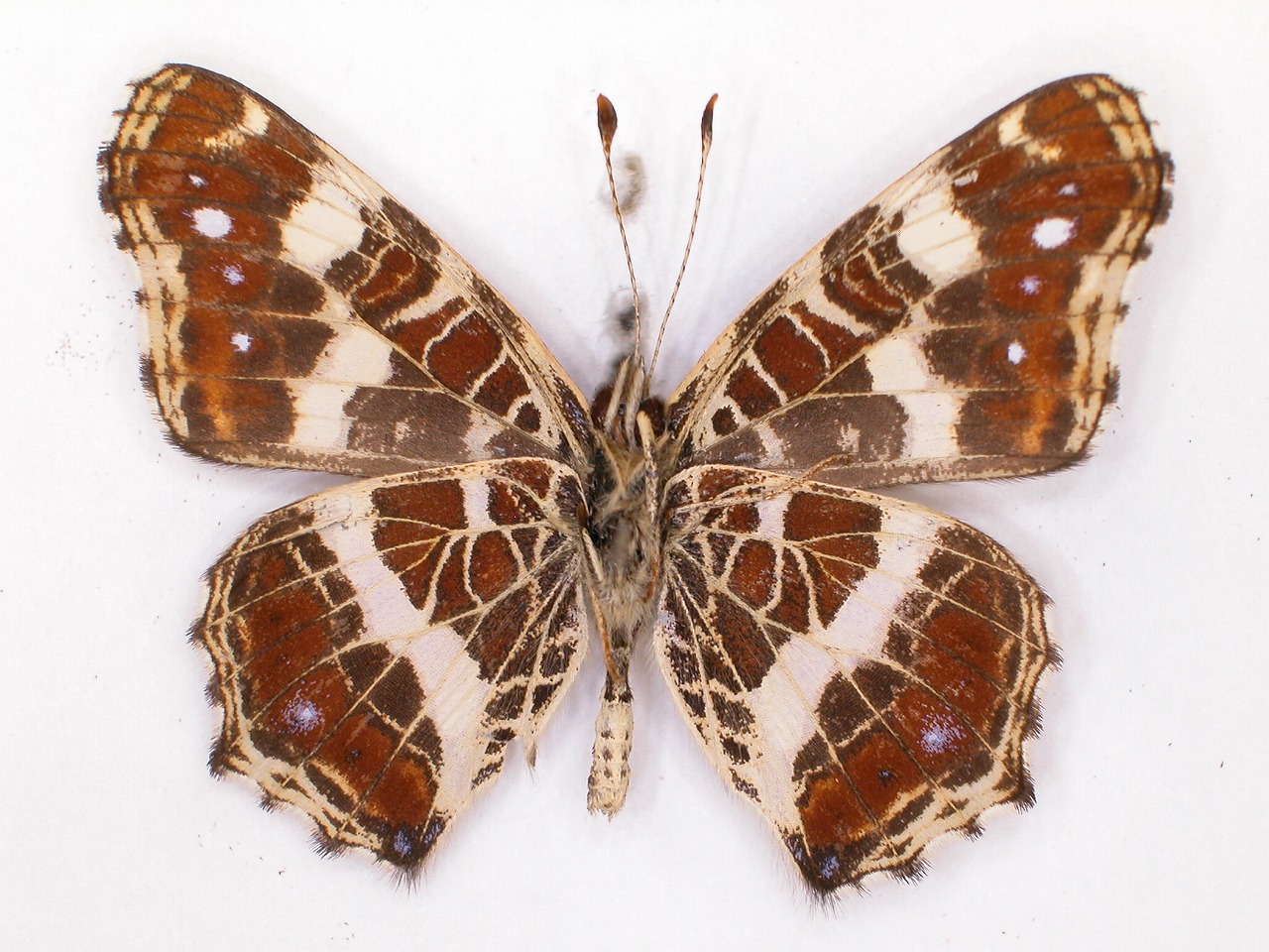 https://www.hitohaku.jp/material/l-material/butterfly-wing/3-nymphalidae/B1-34678_B.jpg