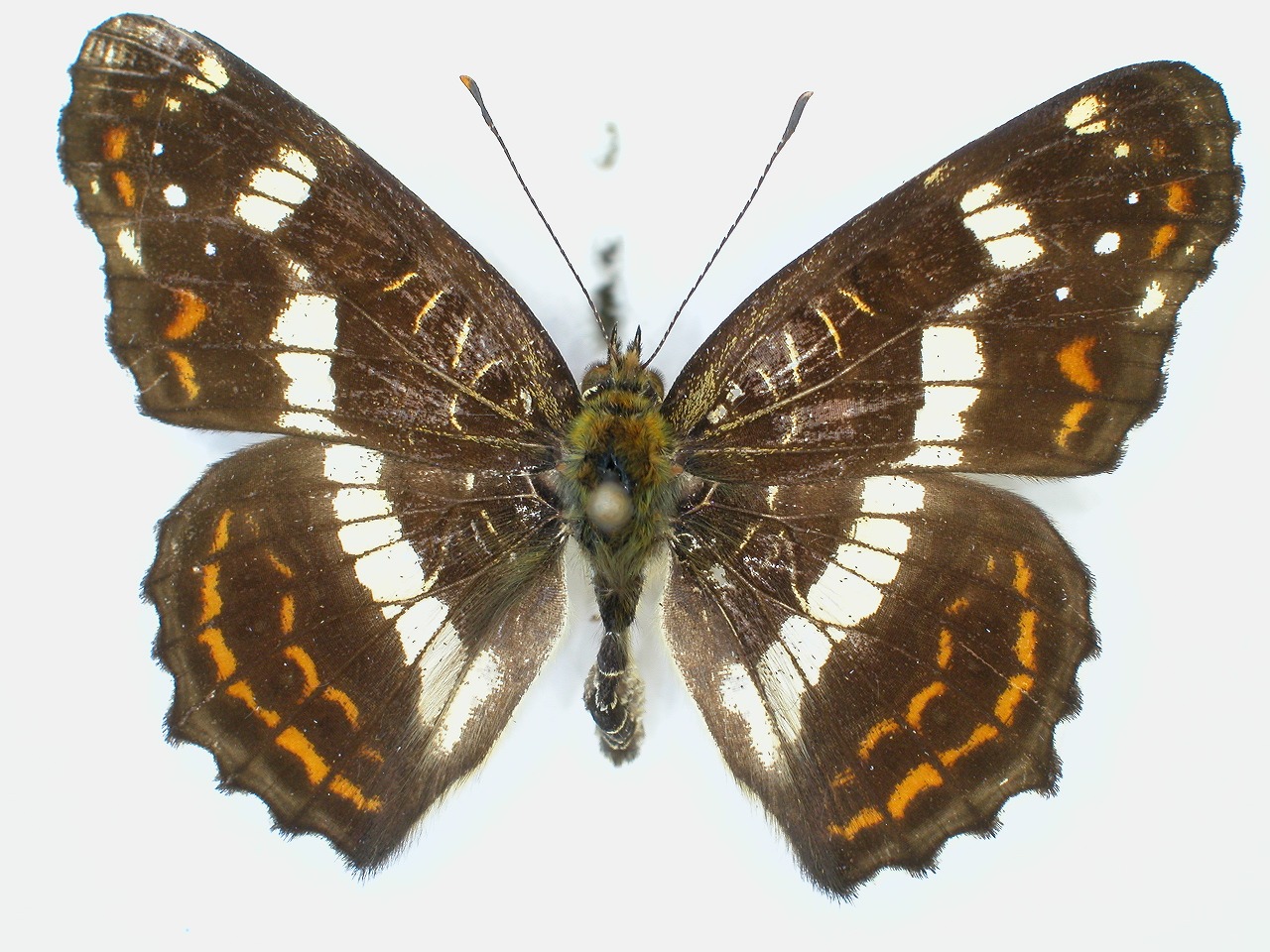 https://www.hitohaku.jp/material/l-material/butterfly-wing/3-nymphalidae/B1-34700_A.jpg