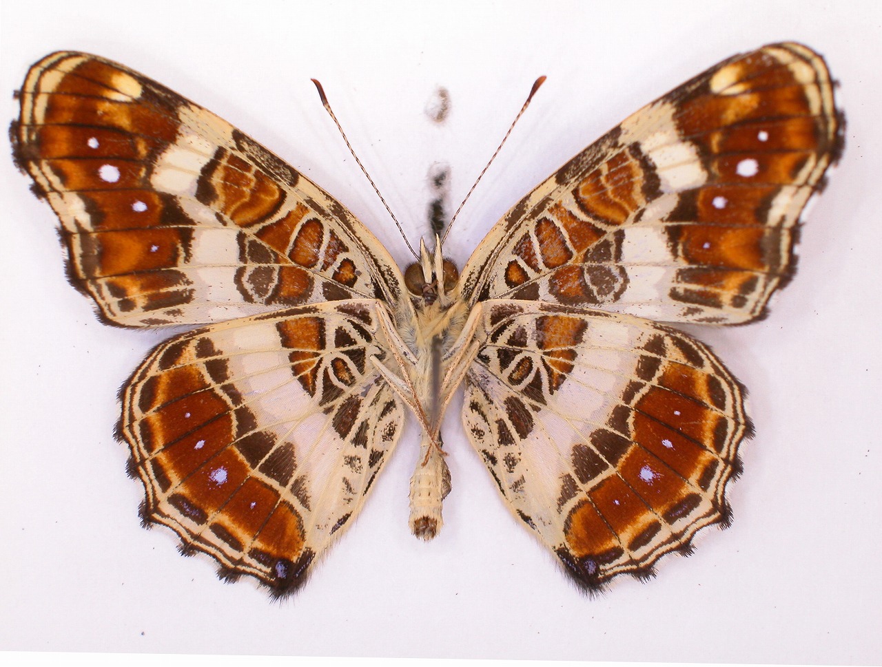 https://www.hitohaku.jp/material/l-material/butterfly-wing/3-nymphalidae/B1-34700_B.jpg
