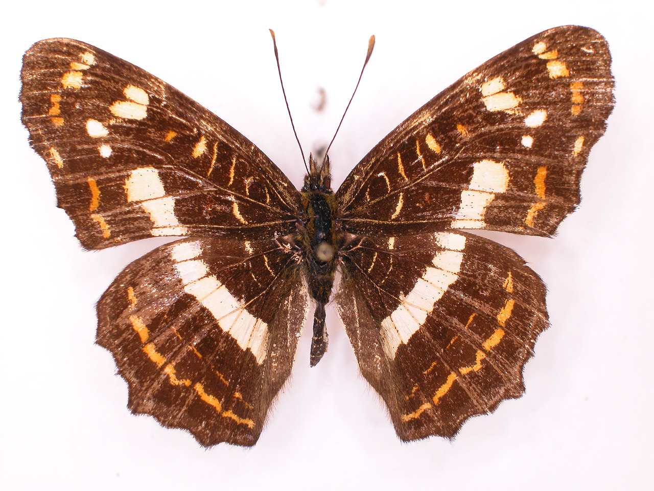 https://www.hitohaku.jp/material/l-material/butterfly-wing/3-nymphalidae/B1-34711_A.jpg