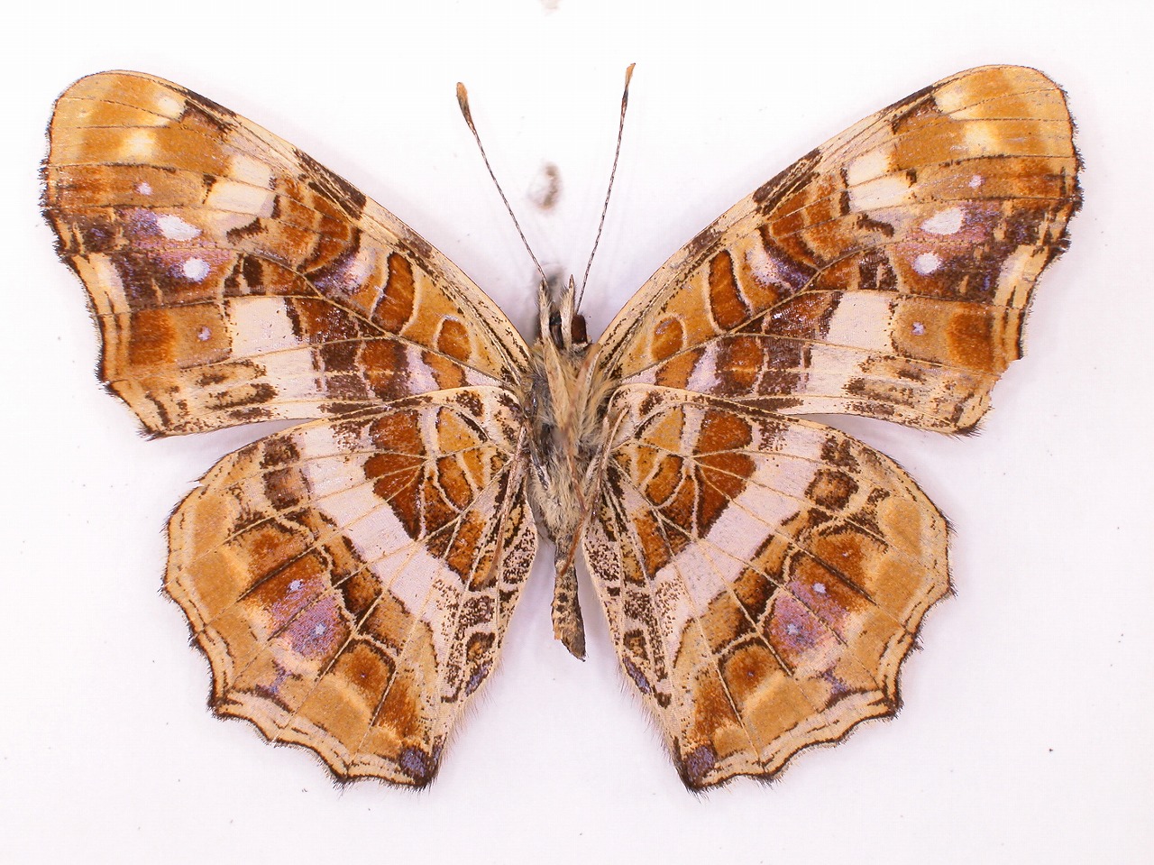 https://www.hitohaku.jp/material/l-material/butterfly-wing/3-nymphalidae/B1-34711_B.jpg