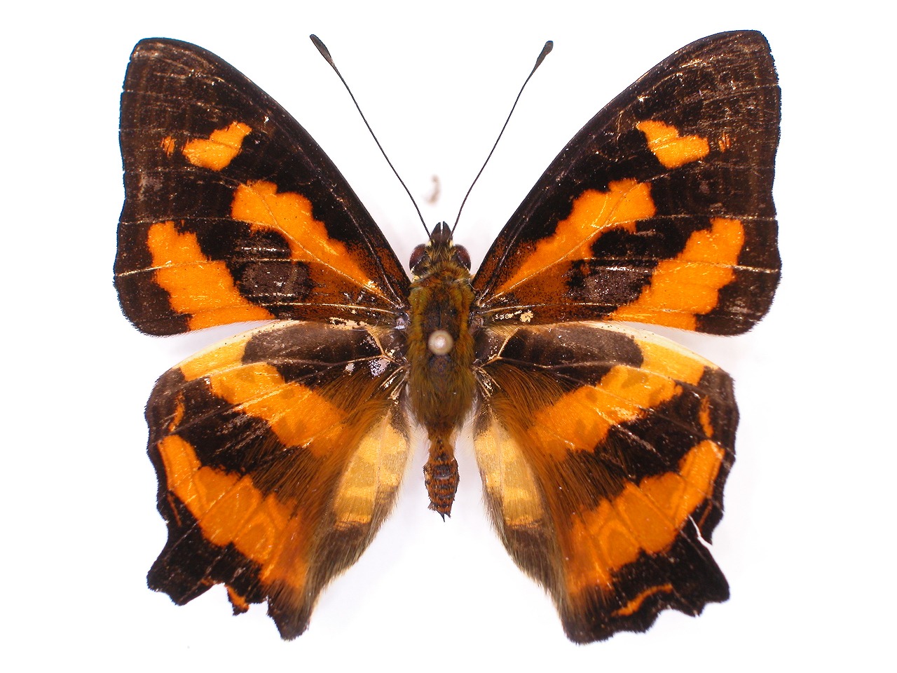 https://www.hitohaku.jp/material/l-material/butterfly-wing/3-nymphalidae/B1-34719_A.jpg