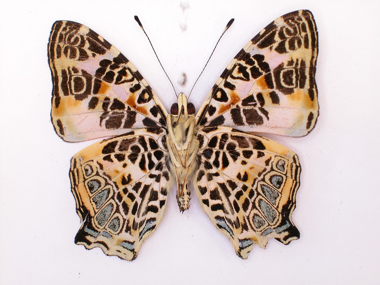 https://www.hitohaku.jp/material/l-material/butterfly-wing/3-nymphalidae/B1-34719_B.jpg