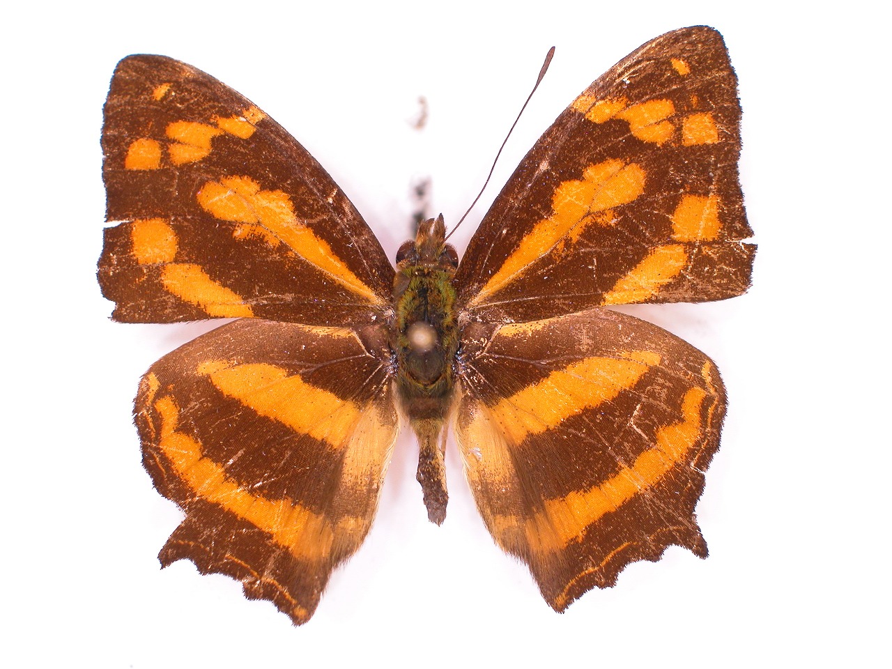 https://www.hitohaku.jp/material/l-material/butterfly-wing/3-nymphalidae/B1-34745_A.jpg