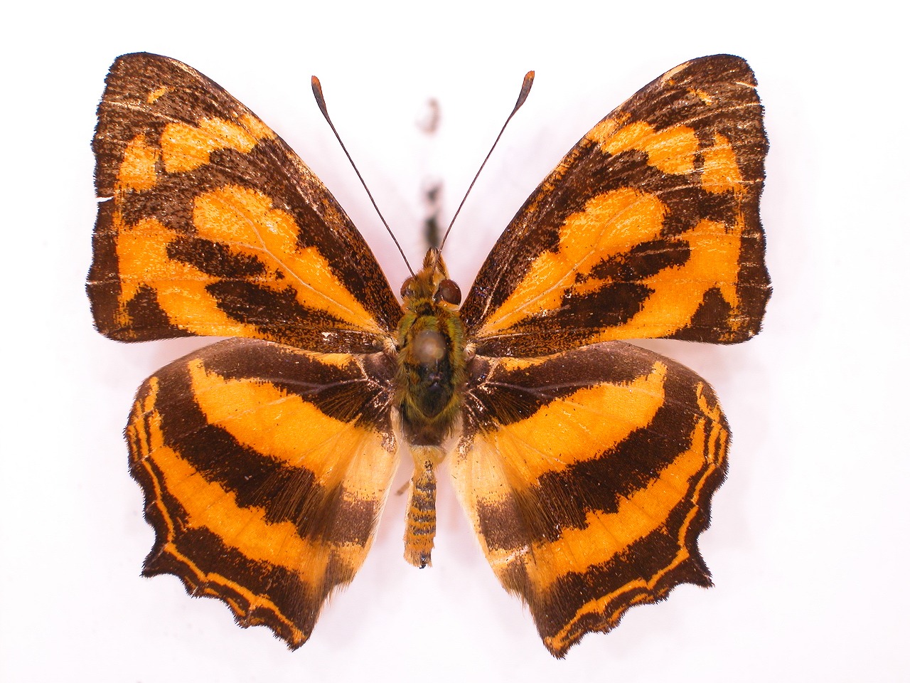 https://www.hitohaku.jp/material/l-material/butterfly-wing/3-nymphalidae/B1-34761_A.jpg