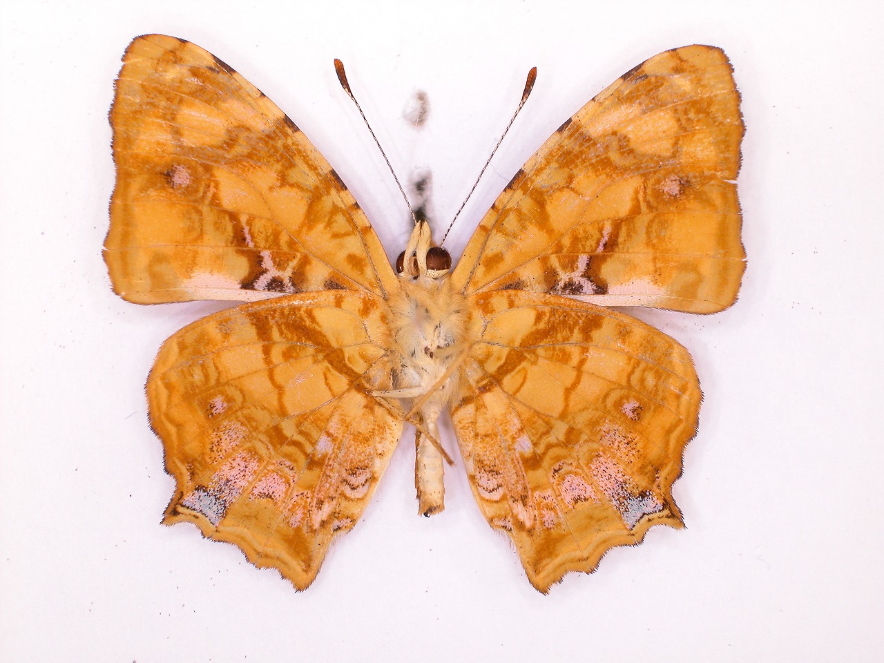 https://www.hitohaku.jp/material/l-material/butterfly-wing/3-nymphalidae/B1-34761_B.jpg