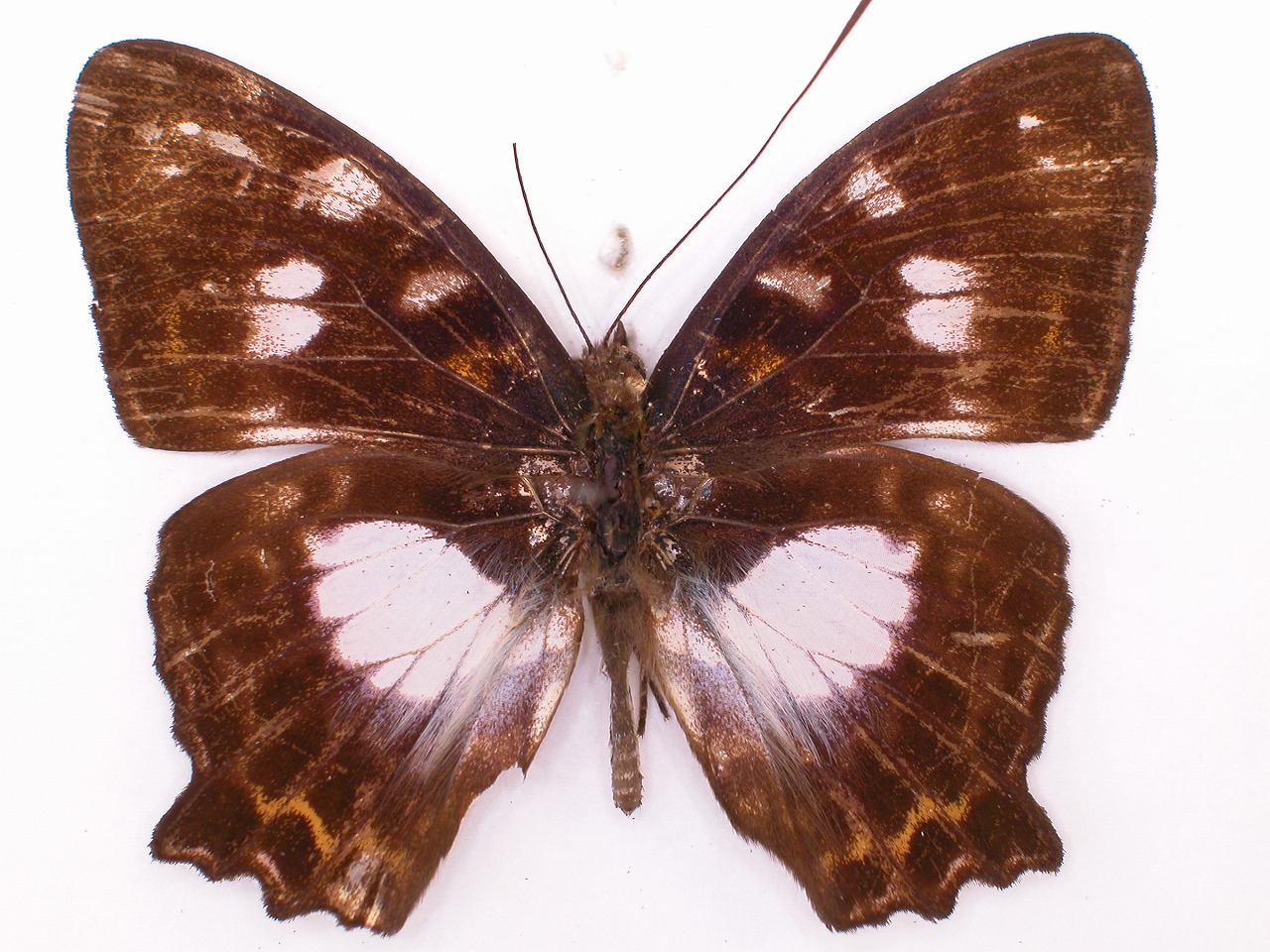 https://www.hitohaku.jp/material/l-material/butterfly-wing/3-nymphalidae/B1-34770_A.jpg