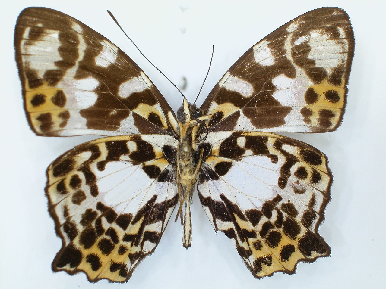 https://www.hitohaku.jp/material/l-material/butterfly-wing/3-nymphalidae/B1-34770_B.jpg