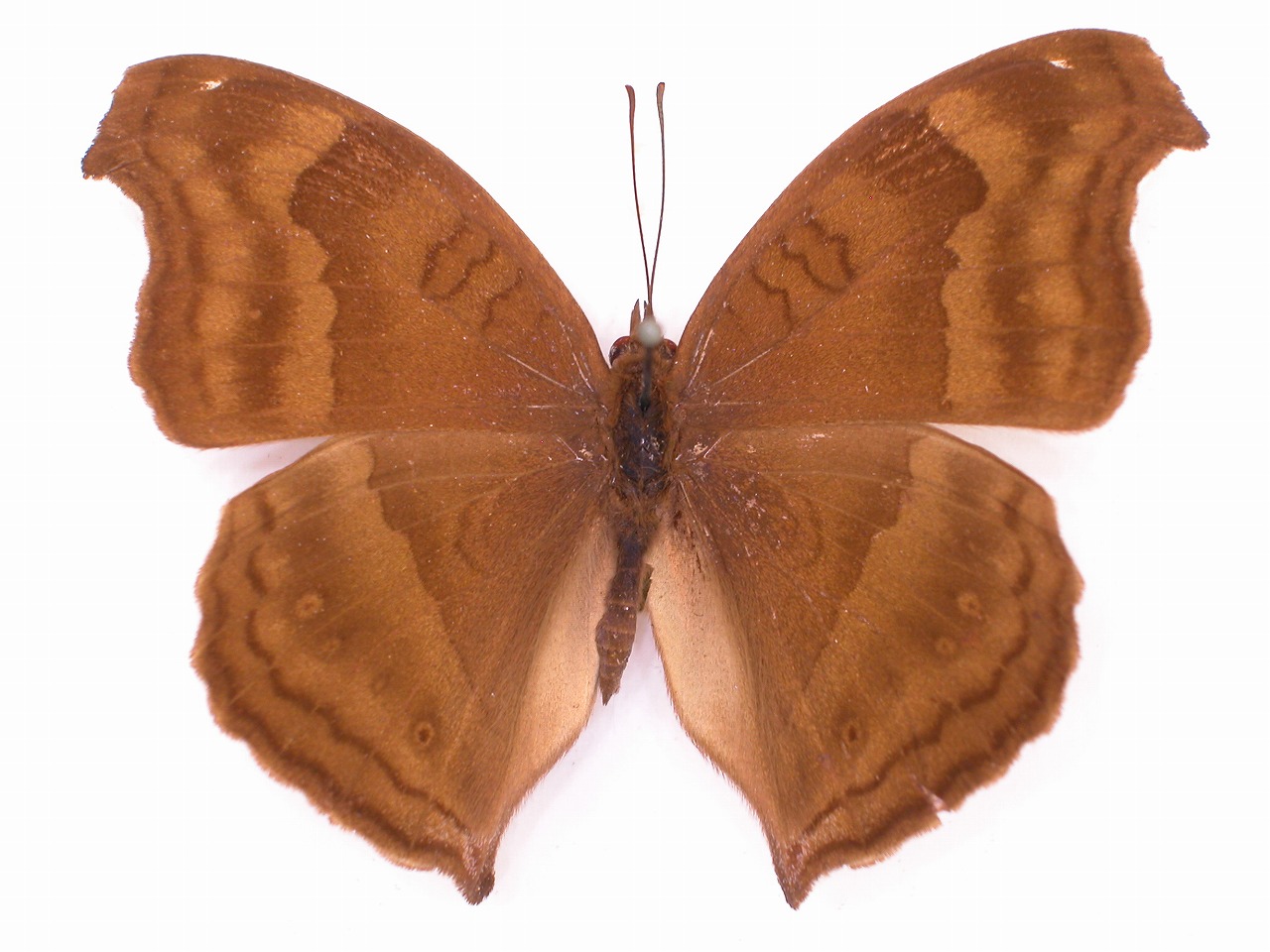 https://www.hitohaku.jp/material/l-material/butterfly-wing/3-nymphalidae/B1-34800_A.jpg