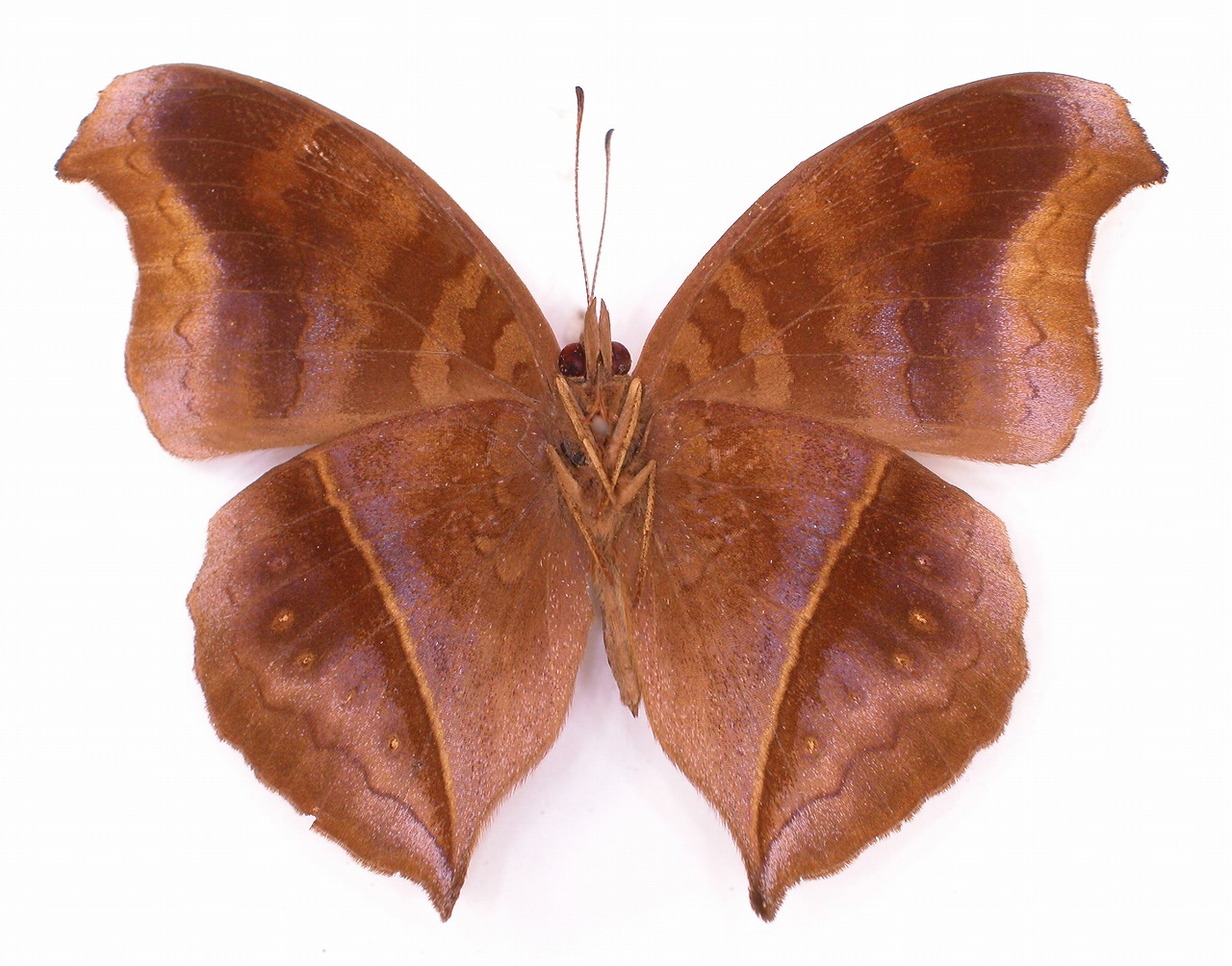 https://www.hitohaku.jp/material/l-material/butterfly-wing/3-nymphalidae/B1-34800_B.jpg