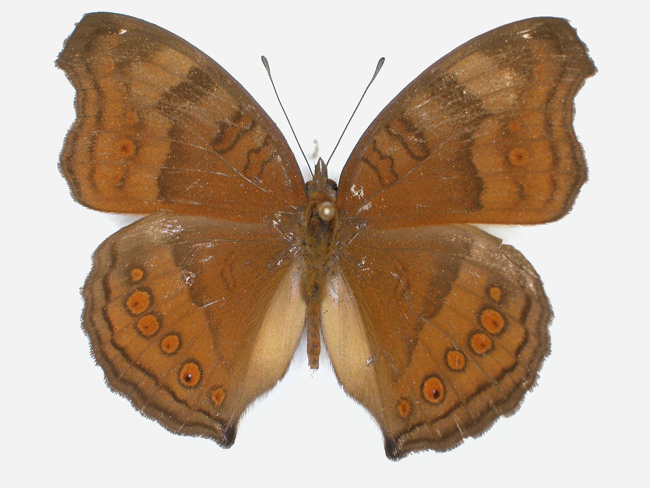 https://www.hitohaku.jp/material/l-material/butterfly-wing/3-nymphalidae/B1-34803_A.jpg