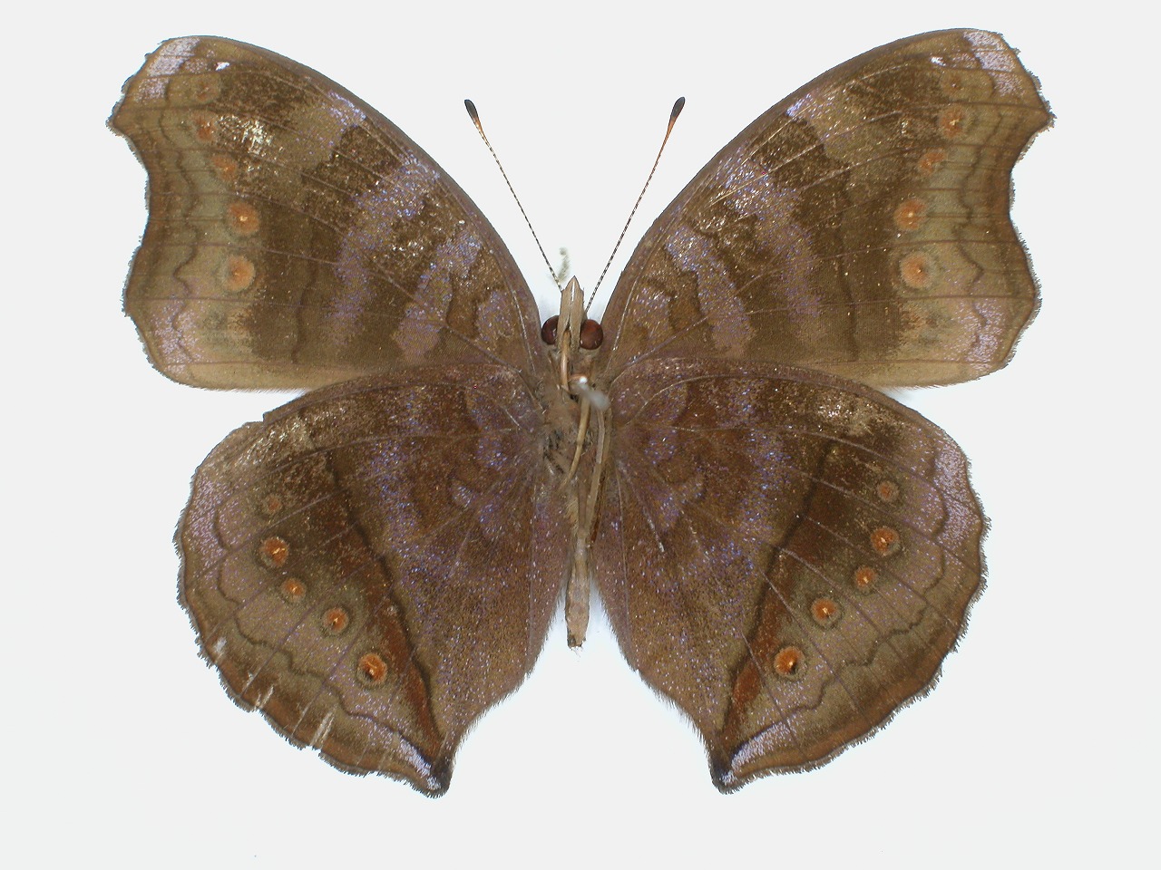 https://www.hitohaku.jp/material/l-material/butterfly-wing/3-nymphalidae/B1-34803_B.jpg