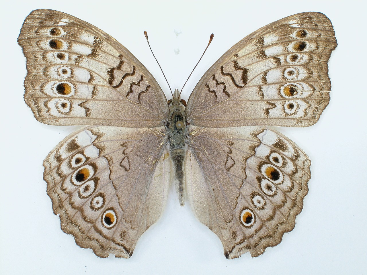 https://www.hitohaku.jp/material/l-material/butterfly-wing/3-nymphalidae/B1-34821_A.jpg